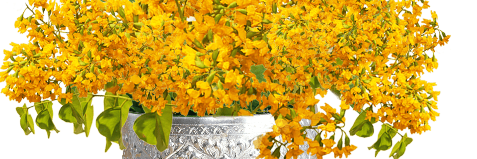 Dash Comp Test Banner